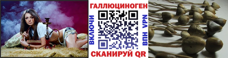 Псилоцибиновые грибы Cubensis  Волгоград 